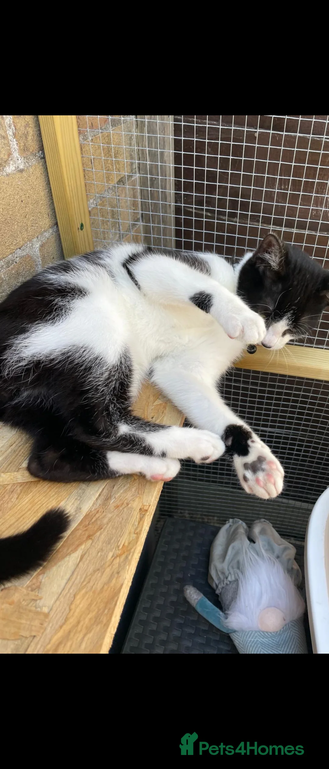 British Shorthair cats for sale: Affectionate male young cat - Advert 2