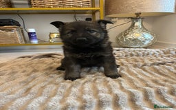 German Shepherd dogs for sale: German Shepherd Puppies – Working Line - Image 34