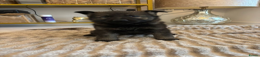 German Shepherd Puppy 1