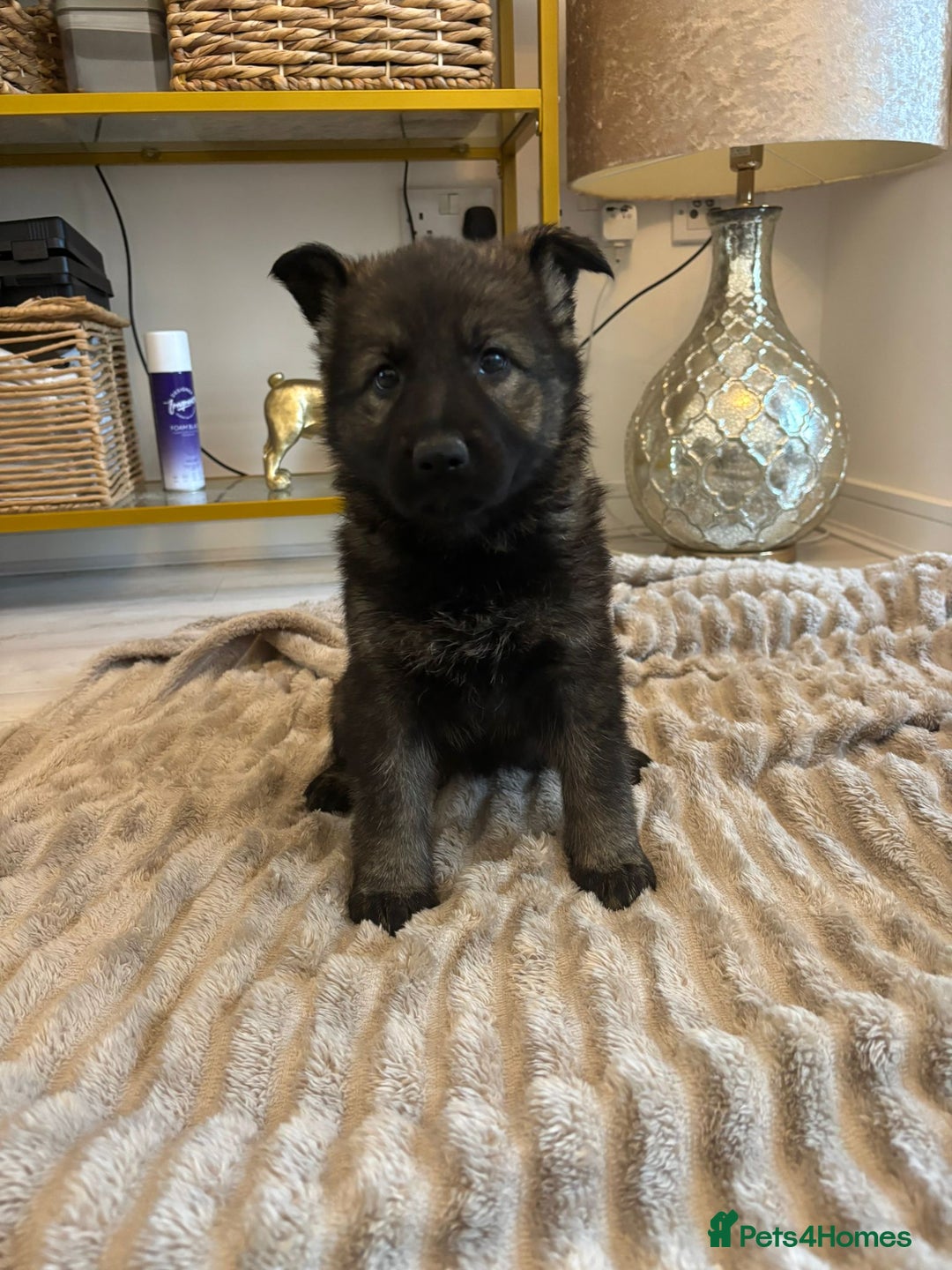 German Shepherd dogs for sale: German Shepherd Puppies – Working Line - Image 34