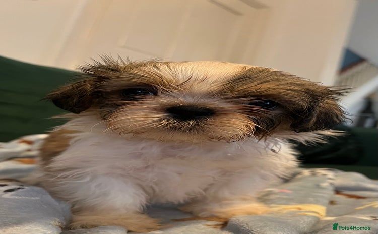 Shih Tzu dogs - Advert 1