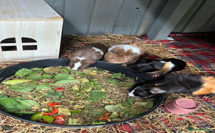 Guinea Pig rodents - Advert 1