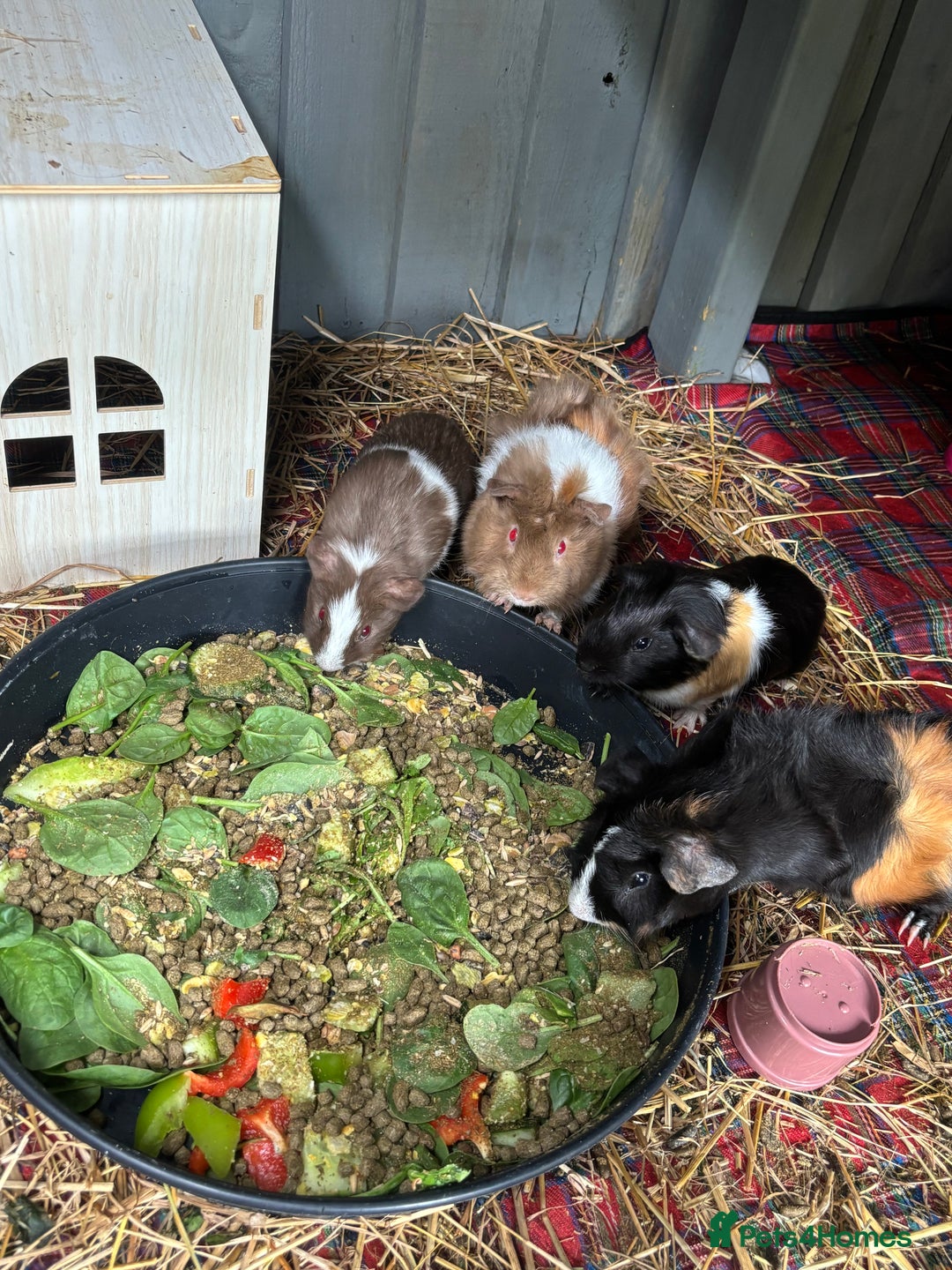 Guinea Pig rodents for sale: Male and female or guinea pig looking for home - Image 1