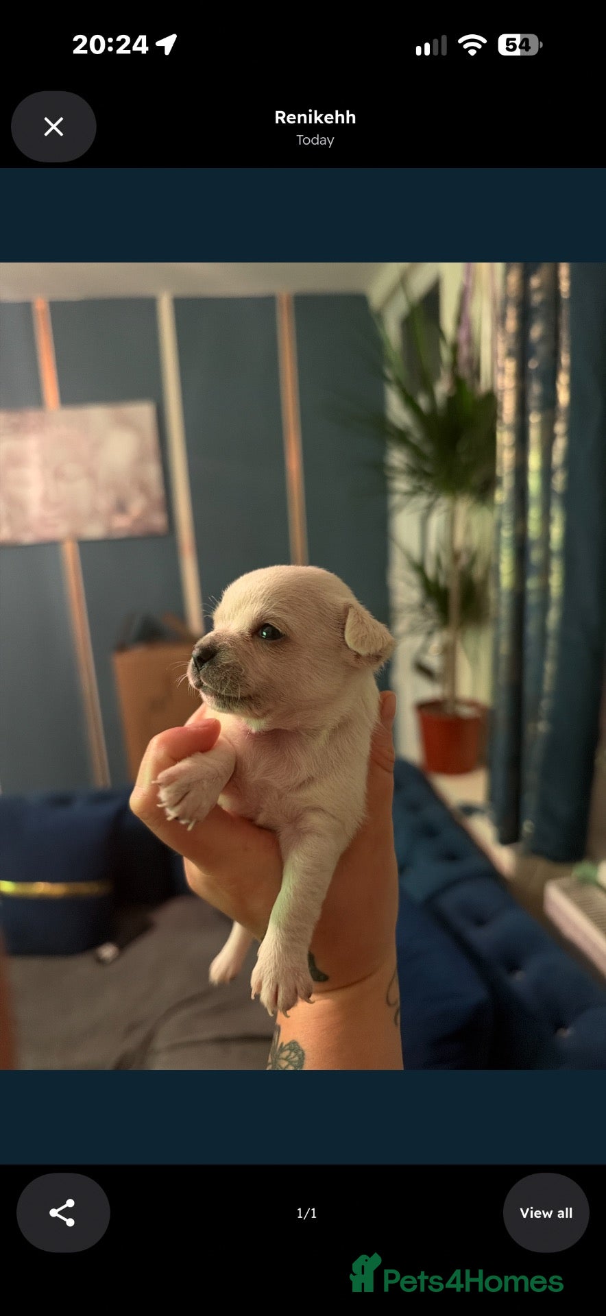 Chihuahua dogs Beautiful Chihuahua Puppies Ready Soon - Advert 3