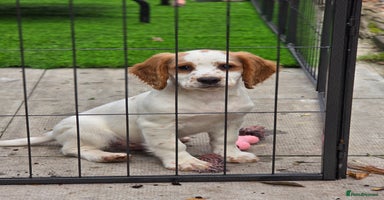 Sprocker dogs - Advert 3