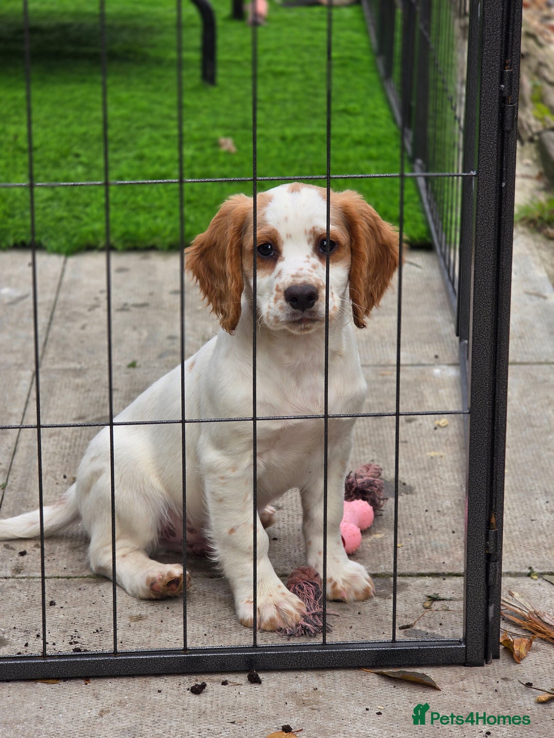 Sprocker dogs for sale: Hendrix the male sprocker available. - Image 7