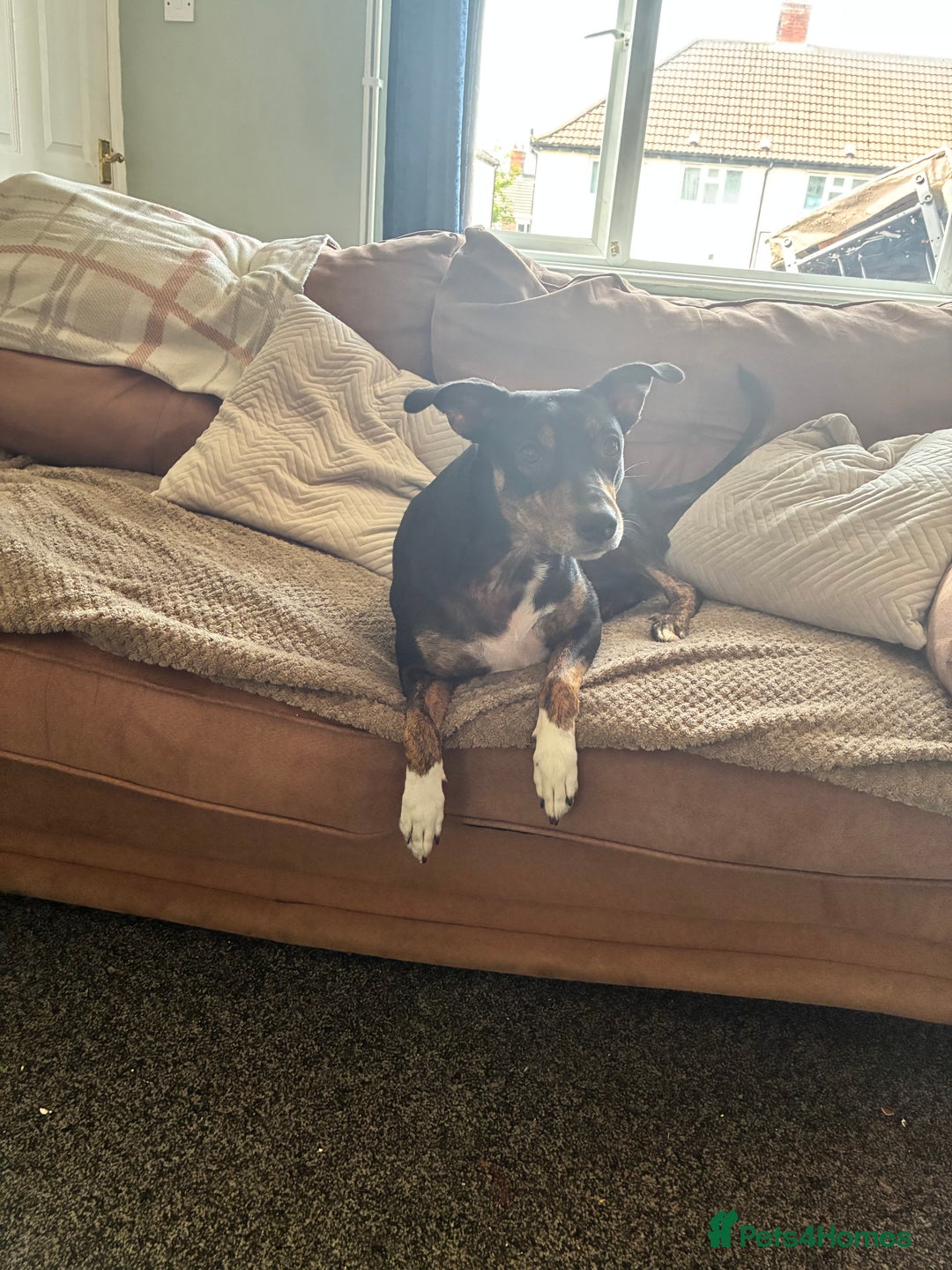 Mixed Breed dogs for sale: Beautiful 2.5 years old Daisy  - Image 2