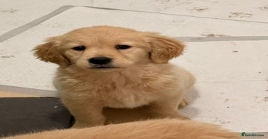 Golden Retriever dogs Golden Retriever Puppies - Advert 14