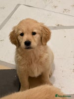 Golden Retriever dogs Golden Retriever Puppies - Advert 3