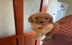 Cockapoo dogs for sale: Gorgeous Cockapoo Pups - Image 9