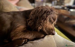 Cocker Spaniel dogs for sale: Upcoming Litter: KC Working Cocker Puppies - Image 4