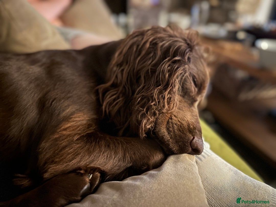 Cocker Spaniel dogs for sale: Upcoming Litter: KC Working Cocker Puppies - Image 4