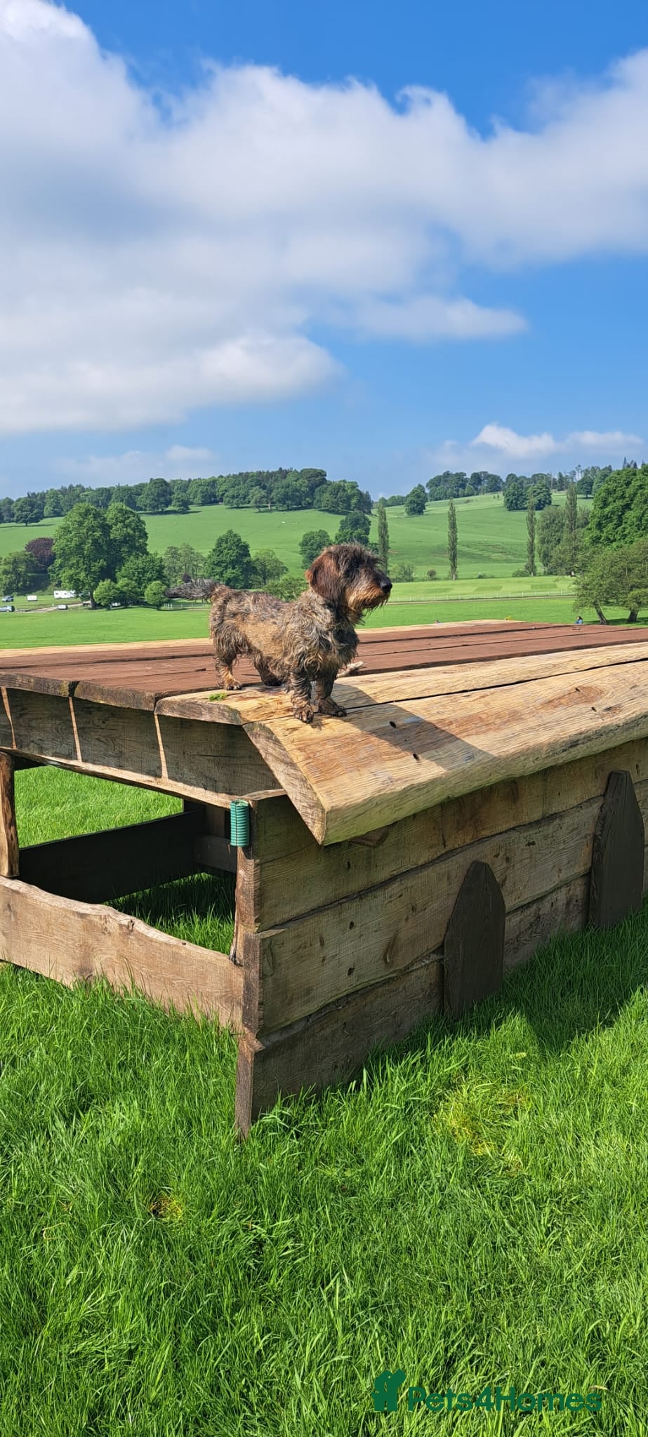 Dachshund dogs Teckel - Standard Wire Haired Dachshund  - Advert 11