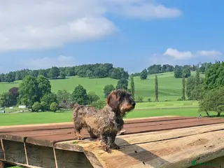 Dachshund dogs Teckel - Standard Wire Haired Dachshund - Advert 11