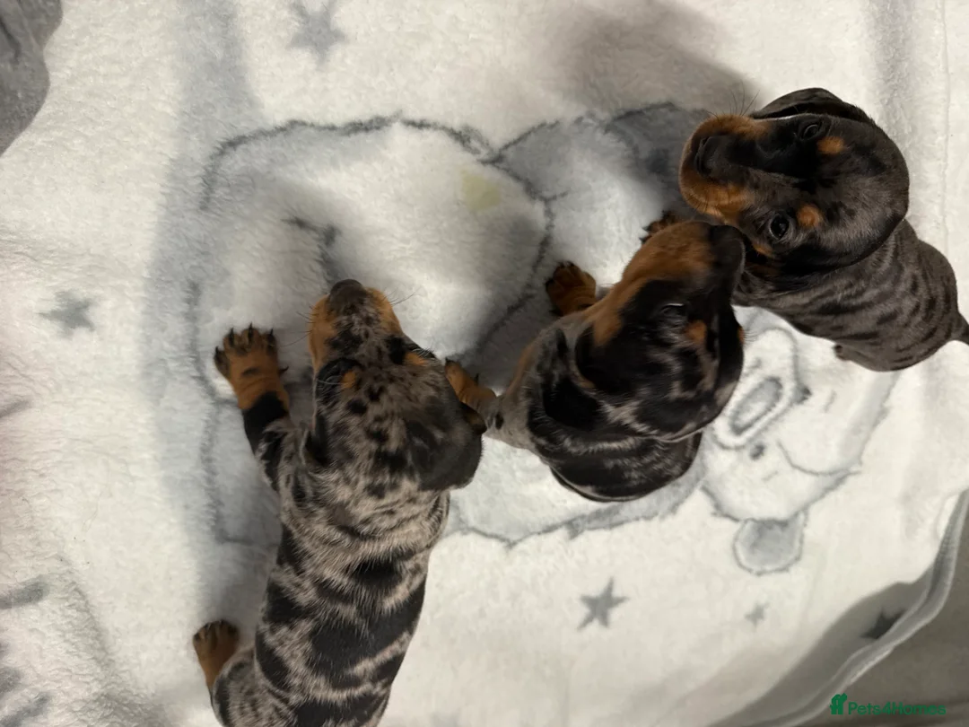 Dachshund dogs for sale: 🐶Adorable Dachshund Puppies-3 Boys Available🐶 in Hemel Hempstead - Advert 9