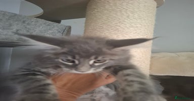 Maine Coon cats - Advert 13