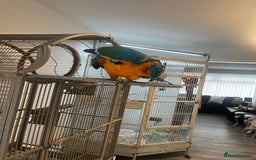 Macaws birds for sale: Green and Blue Macaw and Green Wing Macaw for Sale - Image 2