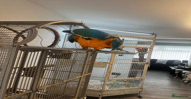 Macaws birds - Advert 12