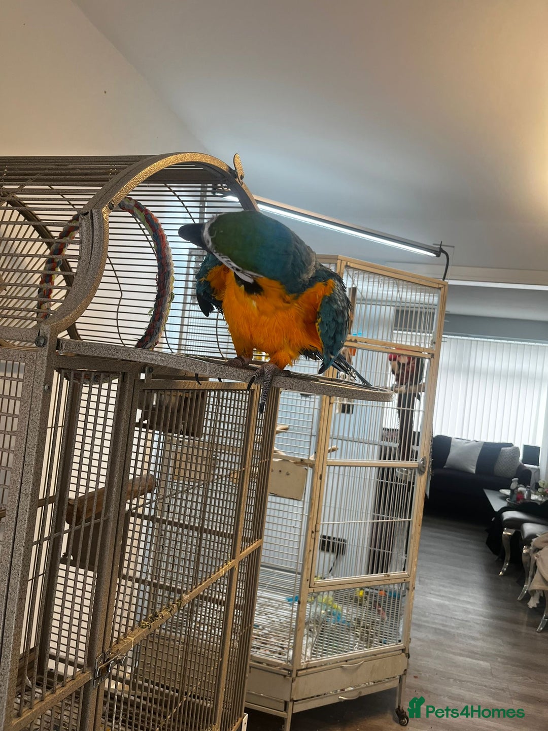 Macaws birds for sale: Green and Blue Macaw and Green Wing Macaw for Sale - Image 2