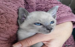 Siamese cats for sale: Old Style Siamese Kittens. Raised with love & care - Image 9