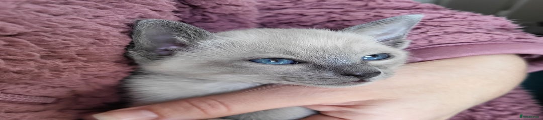 Siamese Kitten 6