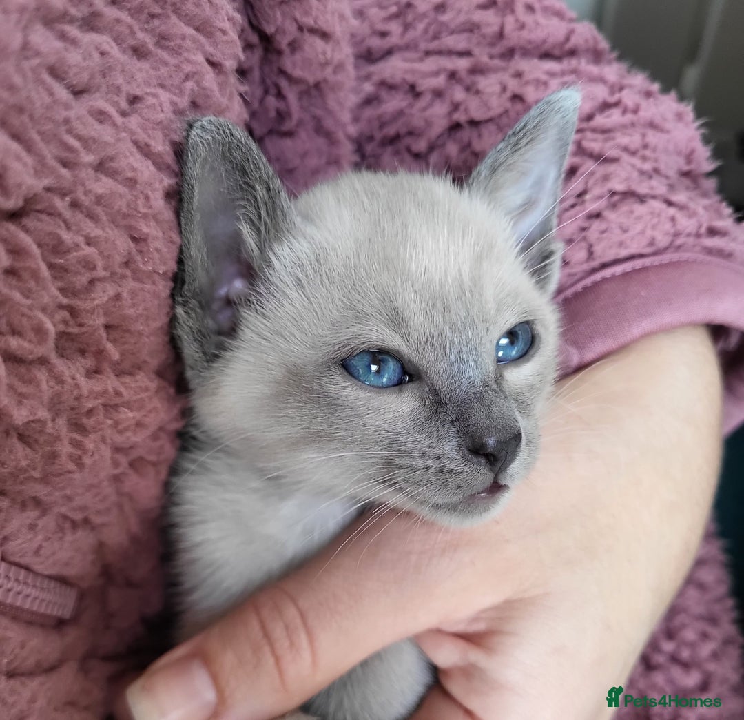 Siamese cats for sale: Old Style Siamese Kittens. Raised with love & care - Image 9