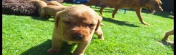 Labrador Retriever dogs for sale: Fox red labrador puppies  - Advert 11