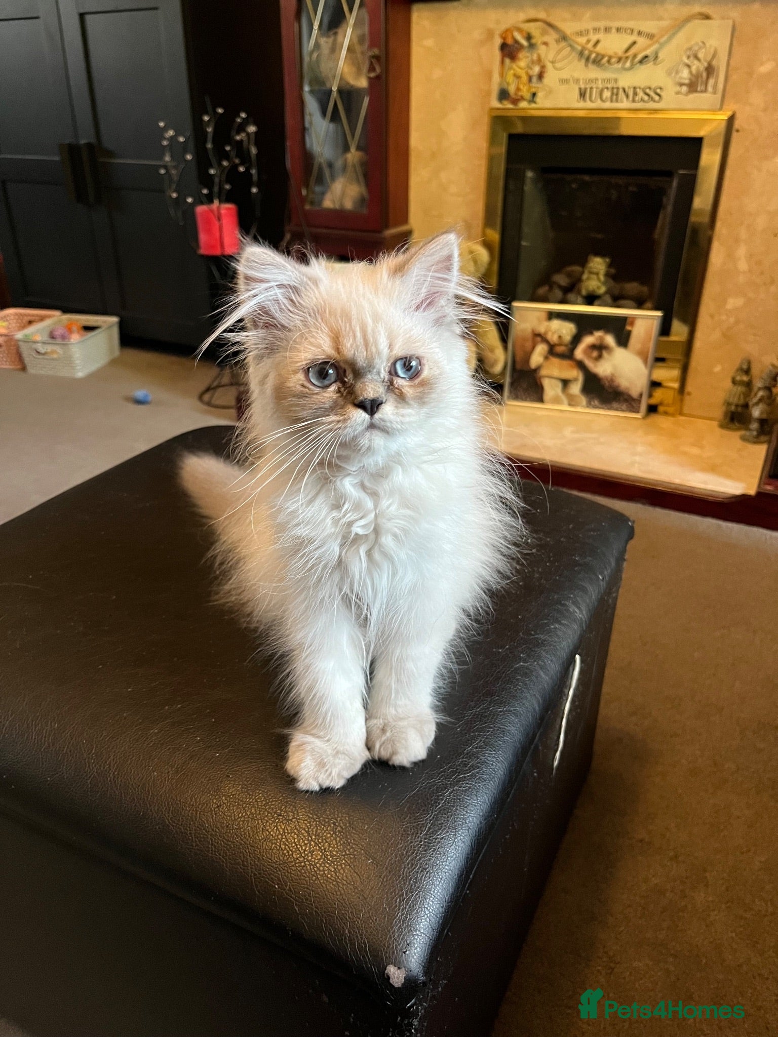 Persian cats Ready Now  Gorgeous blue eyed Himalayan cutie (M)  - Advert 1