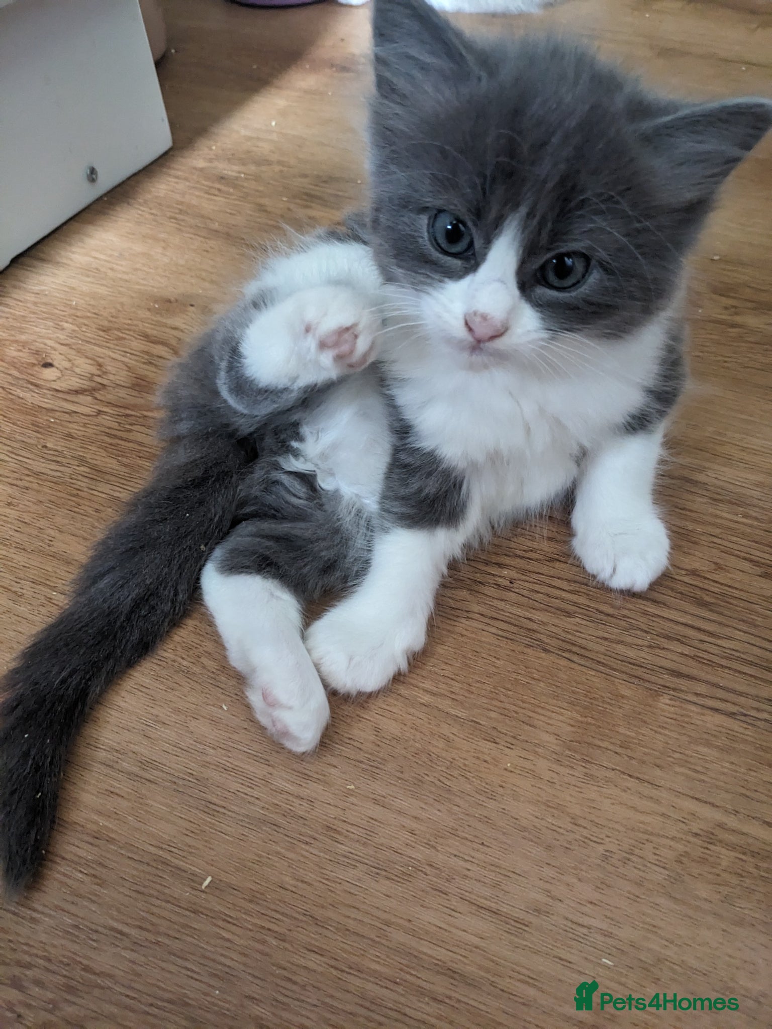 Mixed Breed cats for sale: Gorgeous Cuddly Kittens. Quarter Ragdoll  - Advert 3