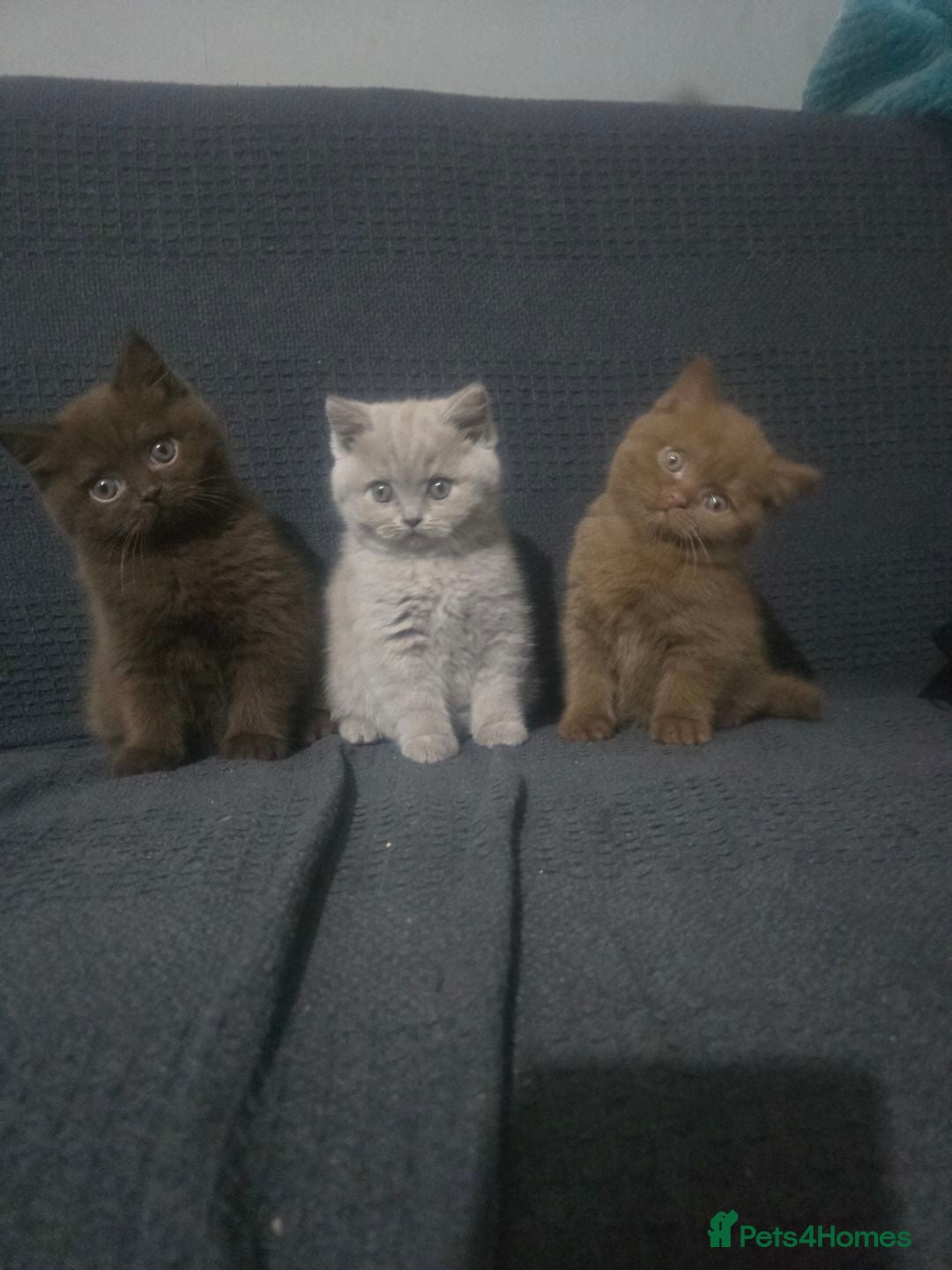 British Shorthair cats for sale: GCCF British shorthair kittens - Advert 1