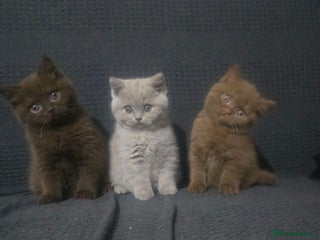 British Shorthair cats GCCF British shorthair kittens - Advert 2