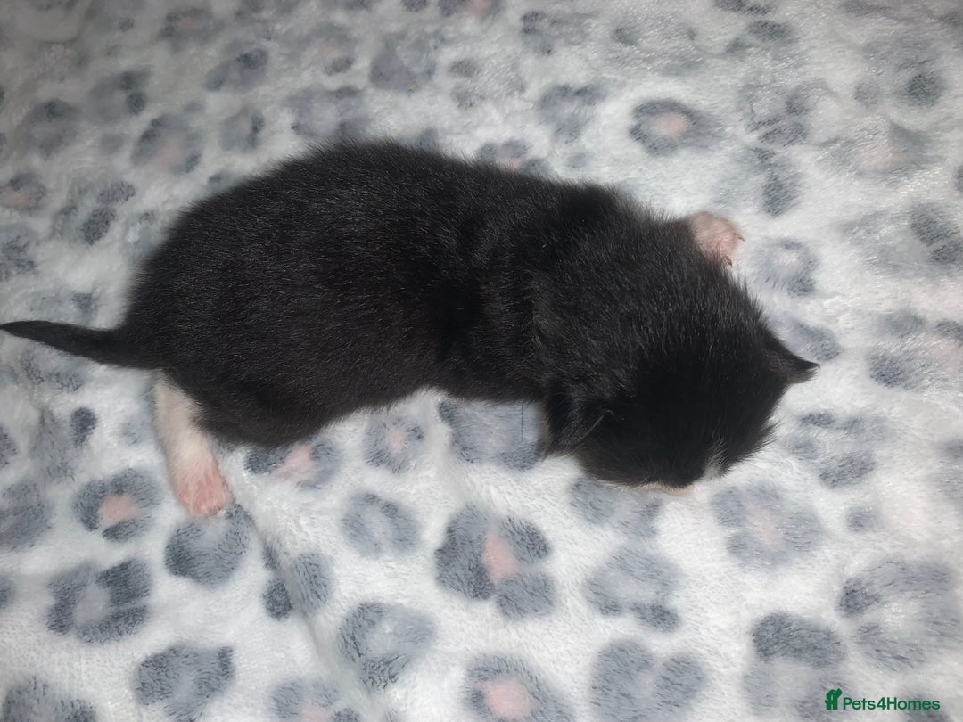 Mixed Breed cats for sale: Bright tabby’s and black kittens  - Advert 14