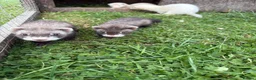 Ferret rodents for sale: Kits for sale  - Advert 5