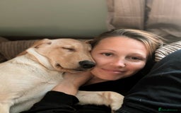 Labrador Retriever dogs for sale: 5 month old Labrador, great family dog - Advert 4