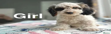 Cockapoo Puppy 7