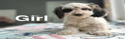 Cockapoo dogs for sale: F1 cockapoos reduced to £1300 - Advert 13