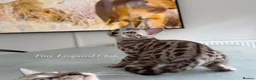 Bengal cats for sale: Stunning Snow Bengals - TICA Full Pedigree  - Advert 21