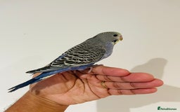 Budgerigars birds for sale: Hand reared budgies for sale  - Image 11