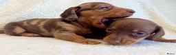 Miniature Dachshund dogs for sale: True miniature dachshunds - Advert 8