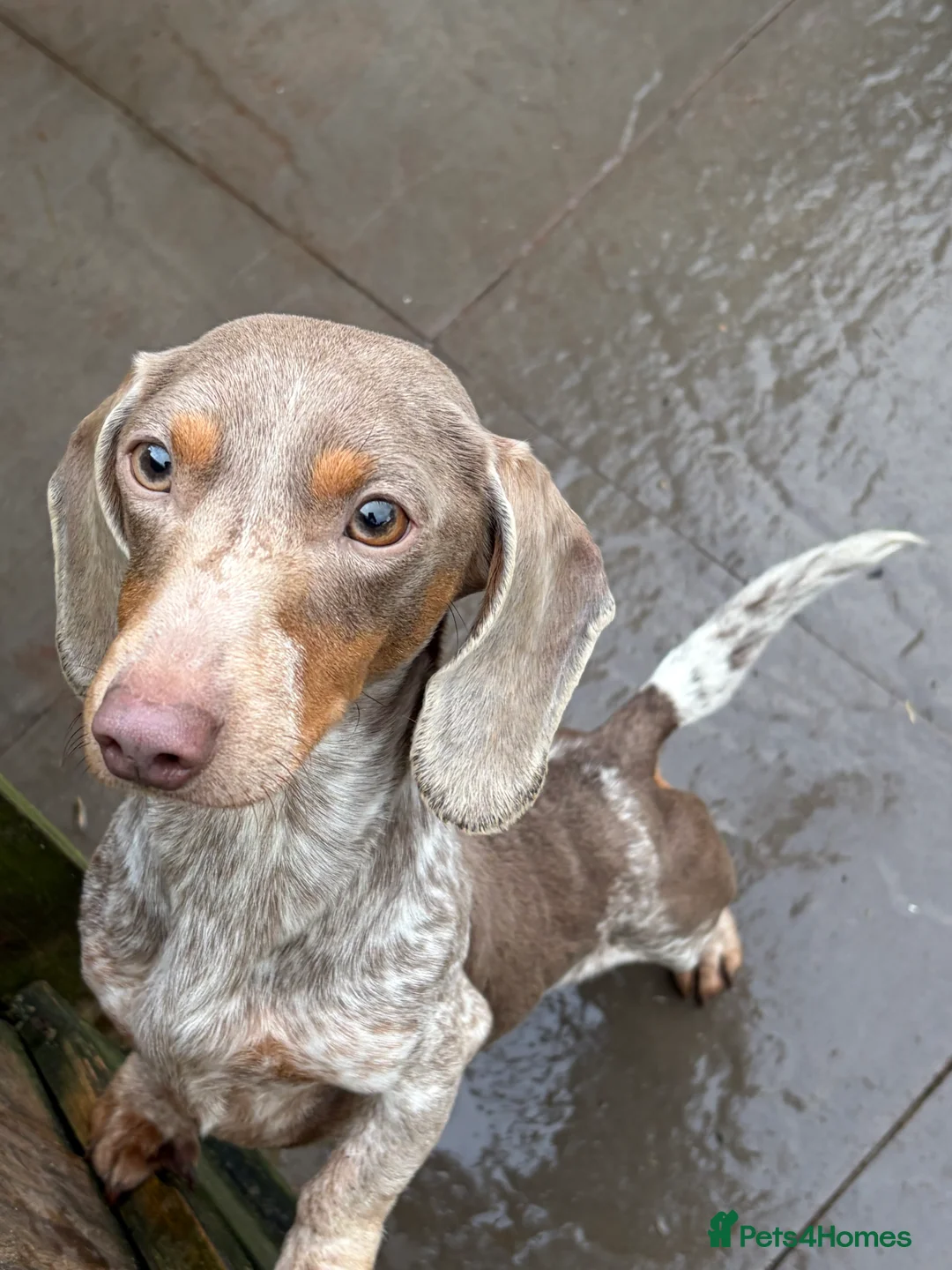 Miniature Dachshund dogs for sale: Isabella piebald  - Advert 1