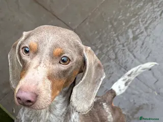 Miniature Dachshund dogs Isabella piebald - Advert 18