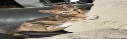 Mixed Breed cats for sale: Beautiful Tabby Kittens - Advert 18
