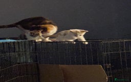 Mixed Breed cats for sale: 2 playful, confident kittens ready for new home  - Advert 5