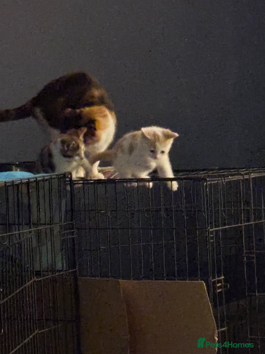 Mixed Breed cats for sale: 2 playful, confident kittens ready for new home  - Advert 5