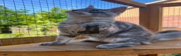 Maine Coon cats for sale: Male Maine Coon lovely blue silver tabby  - Advert 2