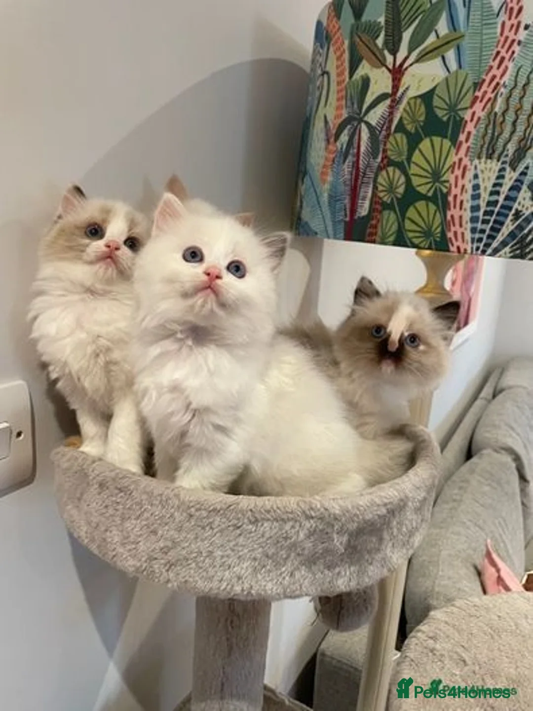 Ragdoll cats for stud: Seal Colour Point Stud Active in Trowbridge - Advert 6
