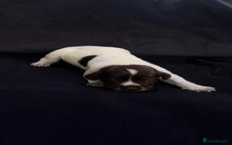 German Wirehaired Pointer dogs for sale: Beautiful GWP's for sale KC Registered - Image 20