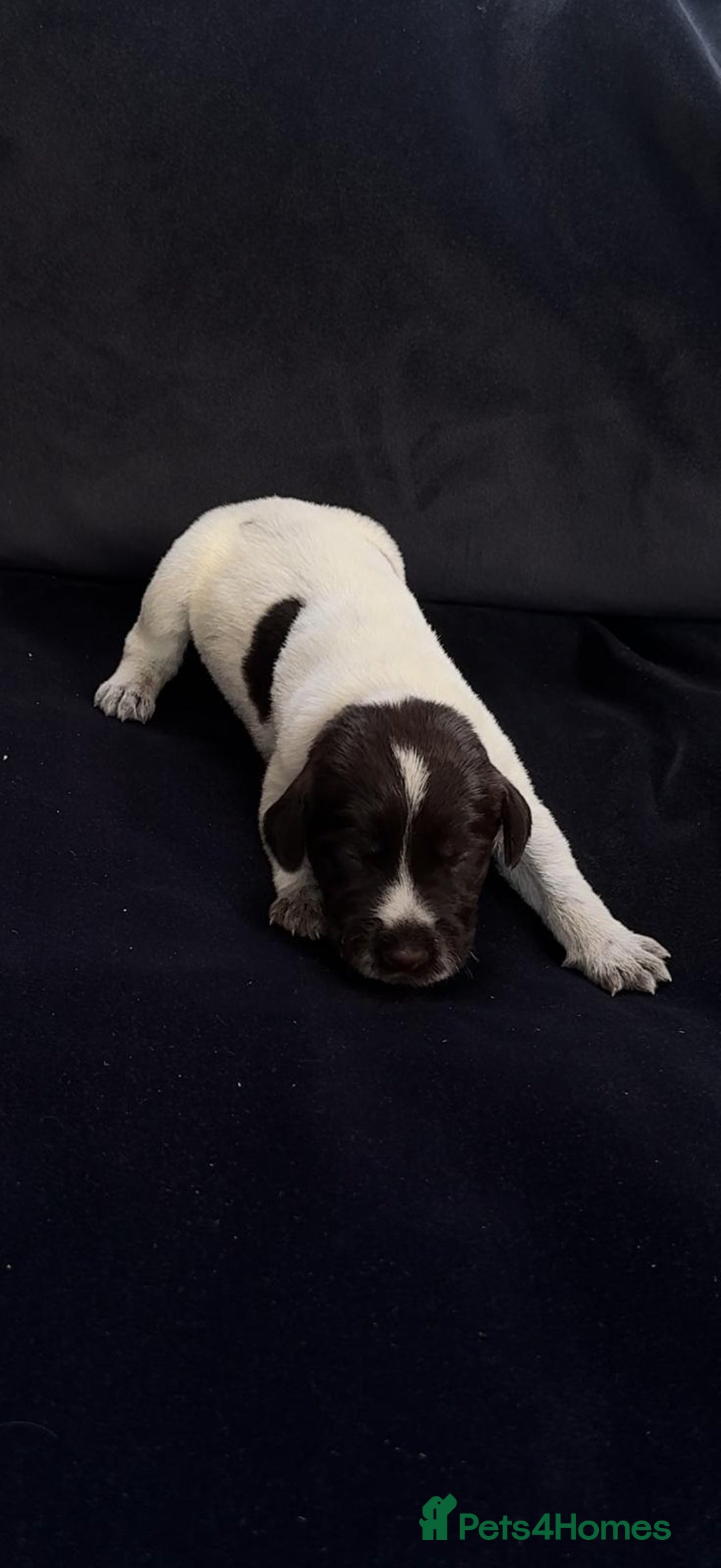 German Wirehaired Pointer dogs for sale: Beautiful GWP's for sale KC Registered - Image 20