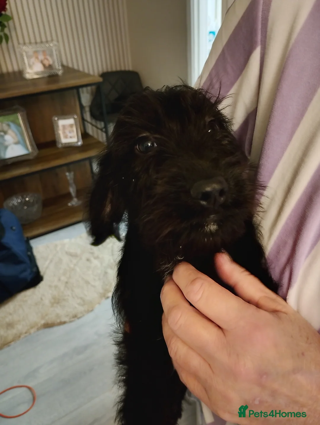 Mixed Breed dogs for sale: Dachshund cross terrier  - Advert 3