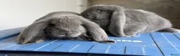French Lop rabbits for sale: Stunning French lop babies  - Advert 13
